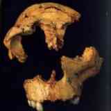 Atapuerca: cráneo de 