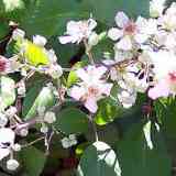 Zarzamora (Rubus fruticosus agg.)
