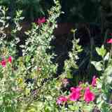 Plantas sanjuaniegas: Salvia.