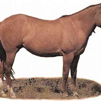 Click para ampliar. Pulsa en el nombre para ver la ficha. Garrano típico