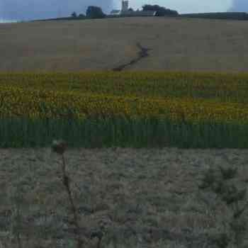 Click para ampliar. Pulsa en el nombre para ver la ficha. Jerez de la Frontera 9: Asta Regia (cerro y Castillo de Macharnudo)