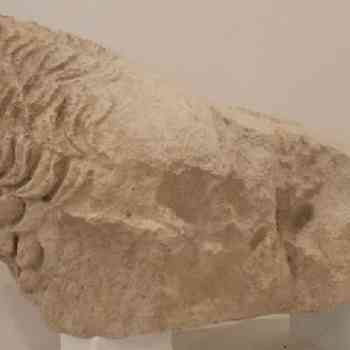 Click para ampliar. Pulsa en el nombre para ver la ficha. Espera 2: león iberoturdetano