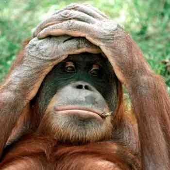 Click para ampliar. Pulsa en el nombre para ver la ficha. Orangután