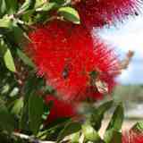 Click para ampliar. Calistemon Citrinus