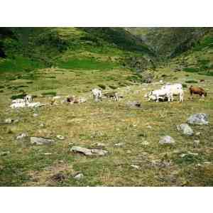 cromlechs Barranco Mallo Blanco este (HUESCA)