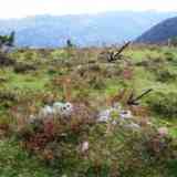 Click para ampliar. Campo tumular de Oiarrar goikoa (NAVARRA)