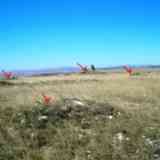 Click para ampliar. campo tumular de Olimpia (BURGOS)