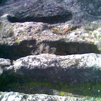 Click para ampliar. Pulsa en el nombre para ver la ficha. necropolis de gualda