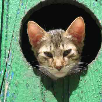 Click para ampliar. Pulsa en el nombre para ver la ficha. gatito.