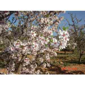 Click para ampliar. Pulsa en el nombre para ver la ficha. Almendro en flor Ayora