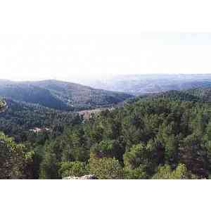 Click para ampliar. Pulsa en el nombre para ver la ficha. Vista de los bosques del Valle de Ayora
