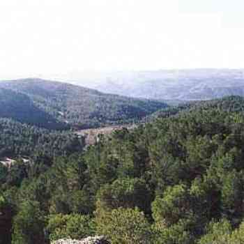 Click para ampliar. Pulsa en el nombre para ver la ficha. Vista de los bosques del Valle de Ayora