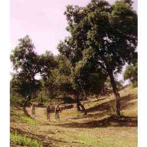 Vista montes de Ayora