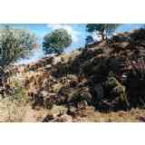 Click para ampliar. Pulsa en el nombre para ver la ficha. Derrumbe Tamusia