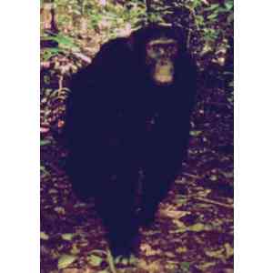 Click para ampliar. Pulsa en el nombre para ver la ficha. Nuevo primate en el congo