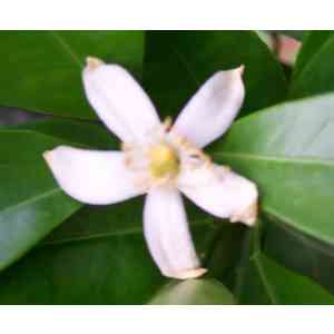 Click para ampliar. Pulsa en el nombre para ver la ficha. Azahar, flor del naranjo (Citrus Aurantium)