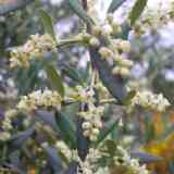 Click para ampliar. Olivo (Olea Europaea)
