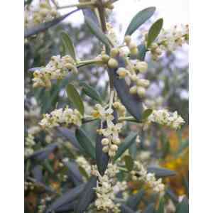 Click para ampliar. Pulsa en el nombre para ver la ficha. Olivo (Olea Europaea)