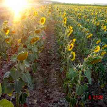 Click para ampliar. Pulsa en el nombre para ver la ficha. Girasoles