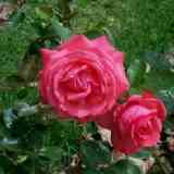 Click para ampliar. Rosas