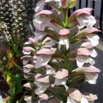 Click para ampliar. Pulsa en el nombre para ver la ficha. Acanto (Acanthus mollis)