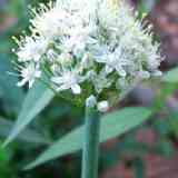 Click para ampliar. Plantas sanjuaniegas: Cebolla.