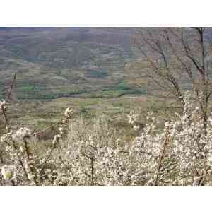  Cerezos del Valle del Jerte