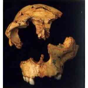 Atapuerca: cráneo de 