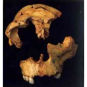 Click para ampliar. Pulsa en el nombre para ver la ficha. Atapuerca: cráneo de