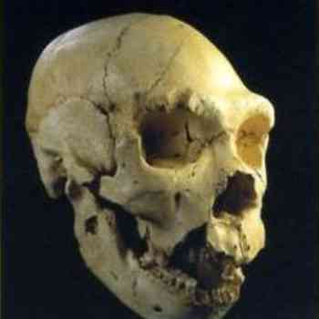 Click para ampliar. Pulsa en el nombre para ver la ficha. Atapuerca: cráneo 5 (vista B)