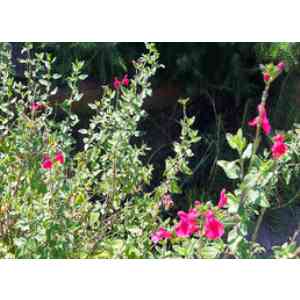 Click para ampliar. Pulsa en el nombre para ver la ficha. Plantas sanjuaniegas: Salvia.