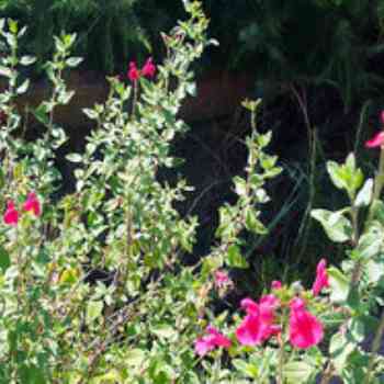 Click para ampliar. Pulsa en el nombre para ver la ficha. Plantas sanjuaniegas: Salvia.