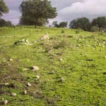 Click para ampliar. Pulsa en el nombre para ver la ficha. Laconimurgo 1: Cerro de la Reina