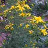 Click para ampliar. Hipérico o Hierba de San Juan (Hypericum Perforatum)