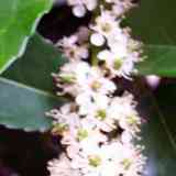 Loro (Prunus Lusitanica)