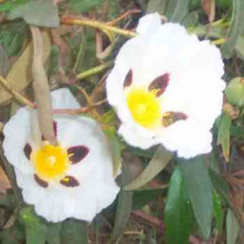 Click para ampliar. Pulsa en el nombre para ver la ficha. Jara pringosa (Cistus Ladanifer).
