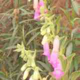 Click para ampliar. Dedalera (Digitalis Purpurea)