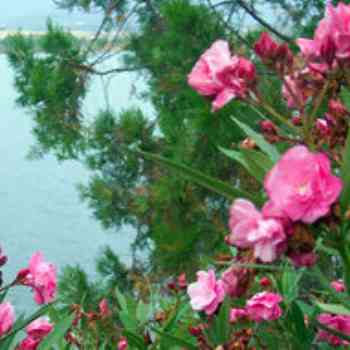 Click para ampliar. Pulsa en el nombre para ver la ficha. Adelfa  (Nerium oleander)