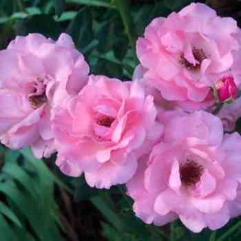 Click para ampliar. Pulsa en el nombre para ver la ficha. Plantas sanjuaniegas: Rosas.