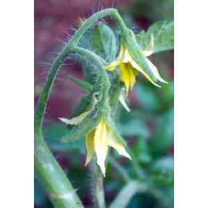 Click para ampliar. Pulsa en el nombre para ver la ficha. Plantas sanjuaniegas: Tomatera.