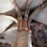 Click para ampliar. San Baudelio de Berlanga, detalle Columna central