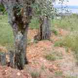 Vía de la Plata plantada de olivos