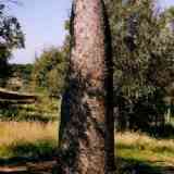 Click para ampliar. Alentejo (Portugal): Menhir de Almendres.