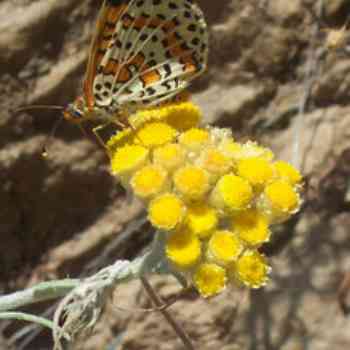 Click para ampliar. Pulsa en el nombre para ver la ficha. Perpetua amarilla (Helichrysum arenarium): imagen con visitante.