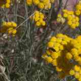 Click para ampliar. Perpetua amarilla (Helichrysum arenarium).