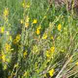 Click para ampliar. Piorno serrano (Cytisus oromediterraneus).