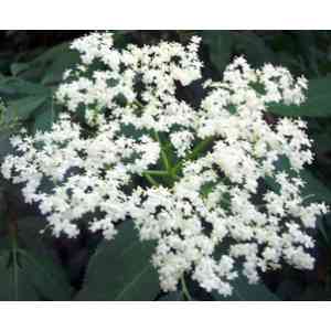 Click para ampliar. Pulsa en el nombre para ver la ficha. Saúco (Sambucus nigra).