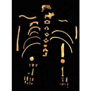 Click para ampliar. Pulsa en el nombre para ver la ficha. Atapuerca: esqueleto de