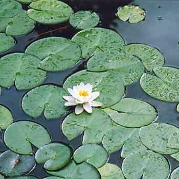 Click para ampliar. Pulsa en el nombre para ver la ficha. Flor de Loto