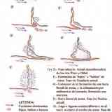 Click para ampliar. Tartesos. Fases en la dinámica Onubense
